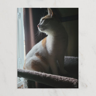 Meest dramatische kat op kattenboom ooit briefkaart