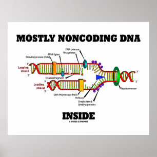 Meestal Noncoding DNA Inside (DNA-replicatie) Poster