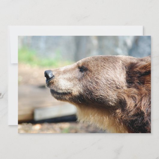Meester Bruin (Voorkant)