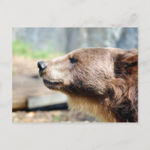 Meester Bruin Briefkaart