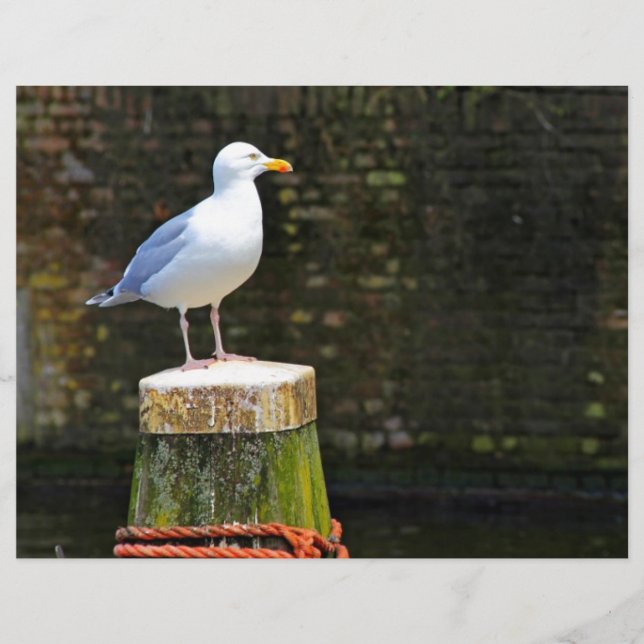 Meeuw (Voorkant)