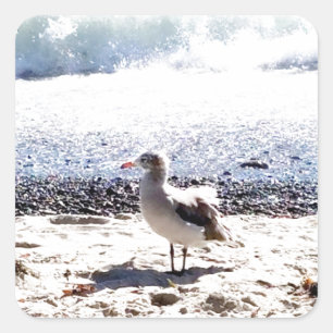 meeuw bij de oceaan op het strand foto vierkante sticker