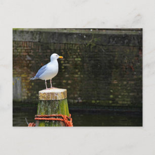 Meeuw Briefkaart