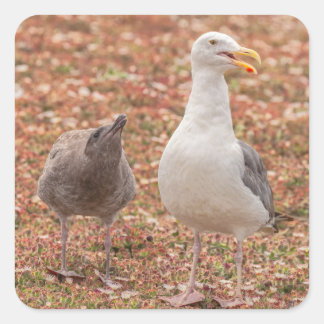Meeuw en Kuiken Vierkante Sticker