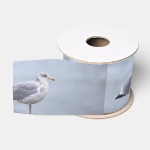 Meeuw Foto Lint