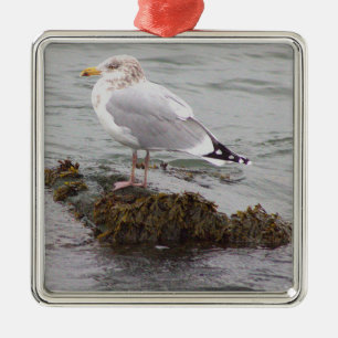 Meeuw Foto Ornament