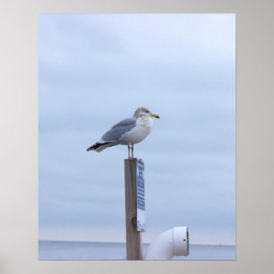 Meeuw Foto Poster