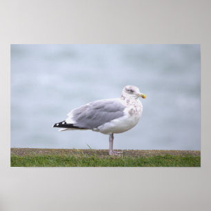 Meeuw Foto Poster