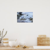 Meeuw Foto Poster (Keuken)