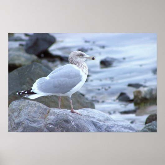 Meeuw Foto Poster (Voorkant)