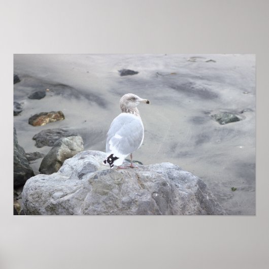 Meeuw Foto Poster (Voorkant)