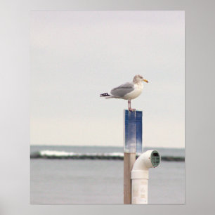 Meeuw Foto Poster