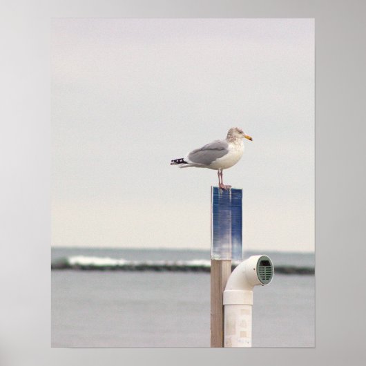 Meeuw Foto Poster (Voorkant)