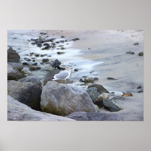 Meeuw Foto Poster