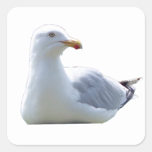 Meeuw in rustige pose – Oceaan Vogel Natuur Kunst Vierkante Sticker