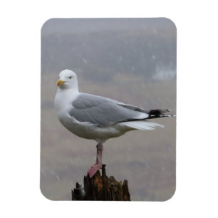 Meeuw in Sneeuw Scene – Natuur Fotografie Vogels Magneet