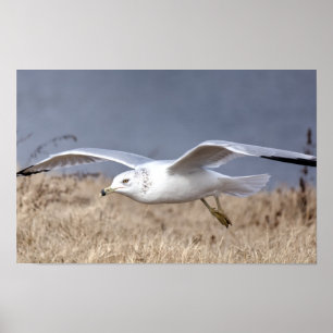 Meeuw in vlucht poster