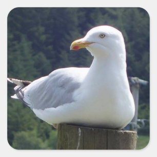 Meeuw Liggend Op Hekpaal Kust Vogel Kunst Vierkante Sticker