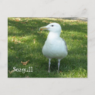 Meeuw op het Gras Briefkaart