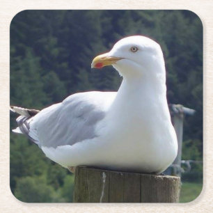 Meeuw Rustend Op Afsluitpaal Aardige Wilde Natuur  Vierkante Kartonnen Onderzetter