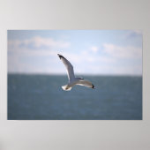 Meeuw Vliegende Foto Poster (Voorkant)