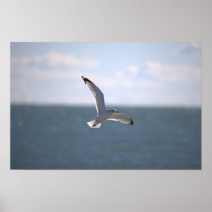 Meeuw Vliegende Foto Poster