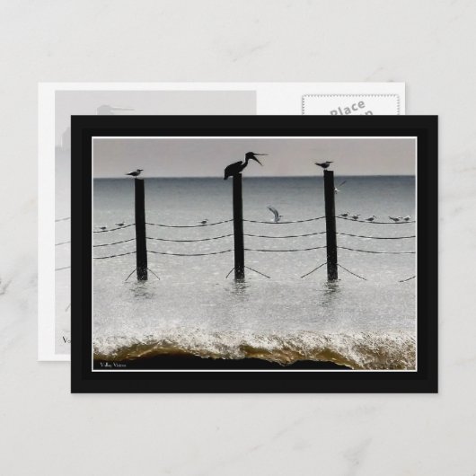 Meeuwen en een Pelikaan Briefkaart (Voorkant / Achterkant)