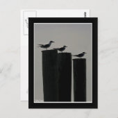 Meeuwen geparkeerd briefkaart (Voorkant / Achterkant)