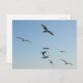 Meeuwen in vlucht briefkaart (Voorkant / Achterkant)