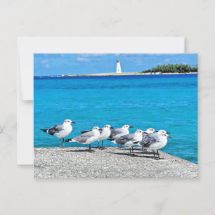 Meeuwen, Nassau, Bahamas  Briefkaart