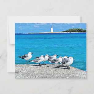 Meeuwen, Nassau, Bahama's Kaart