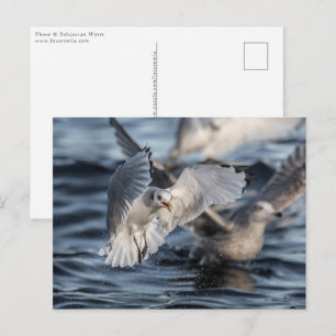 Meeuwen Natuur Foto Briefkaart