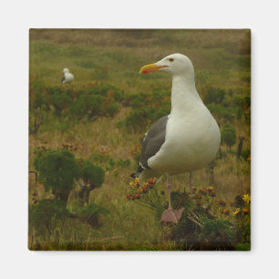 Meeuwen op Anacapa Island Magneet