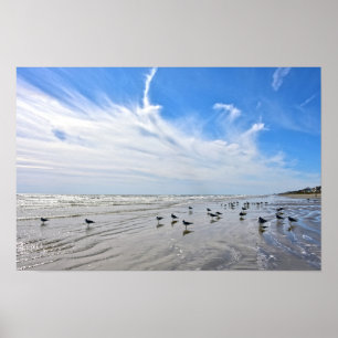 Meeuwen op een strand van Galveston Island, Texas Poster