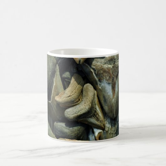 Megalodon Fossil Shark Teeth Mok (Center)