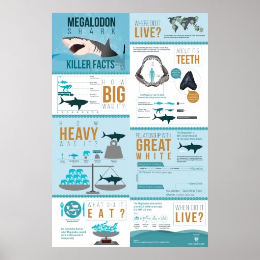 Megalodon Shark - Diller Facts! 24x36 inch Poster (Voorkant)