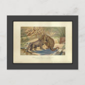  Megalosaurus VS Iguanodon Briefkaart (Voorkant)