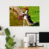 Meganser Eend Poster (Thuiskantoor)
