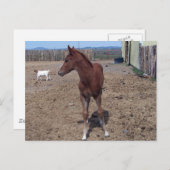 Mei 2008 Foal Briefkaart (Voorkant / Achterkant)