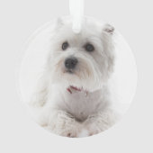 MEILLEUR CHIEN DU MONDE Black White Buffalo Check  (dos)