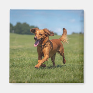 Meilleur Papa Chien Ever Aimant Moderne de Photo d