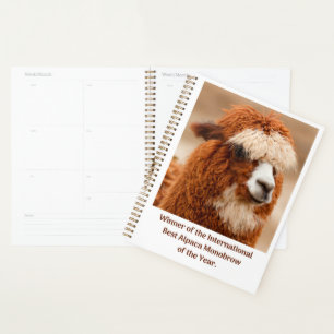 Meilleur Sourcil Unique d'Alpaca