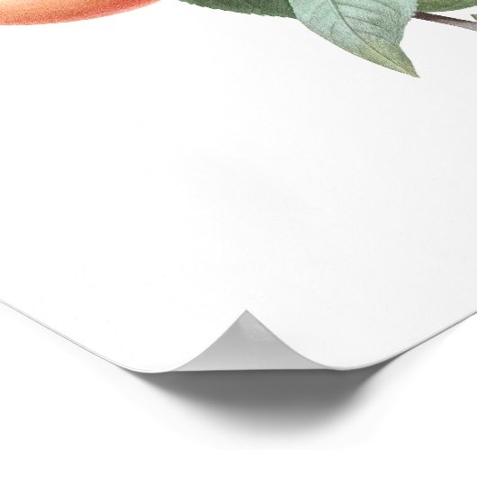 MEILLEURE QUALITÉ Impression botanique de Peach (Coin)