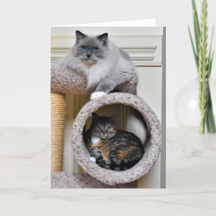 Meilleurs amis, carte