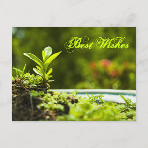 Meilleurs voeux - cartes postales