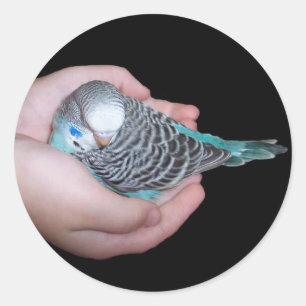 Meisje met baby budgie sticker