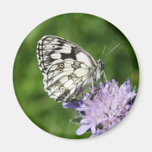Melanargia galathea magneet
