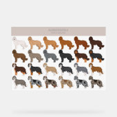 mélange de chien Aussiedoodle (Recto)