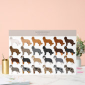 mélange de chien Aussiedoodle (Mariage)