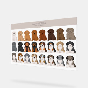 mélange de chien Aussiedoodle
